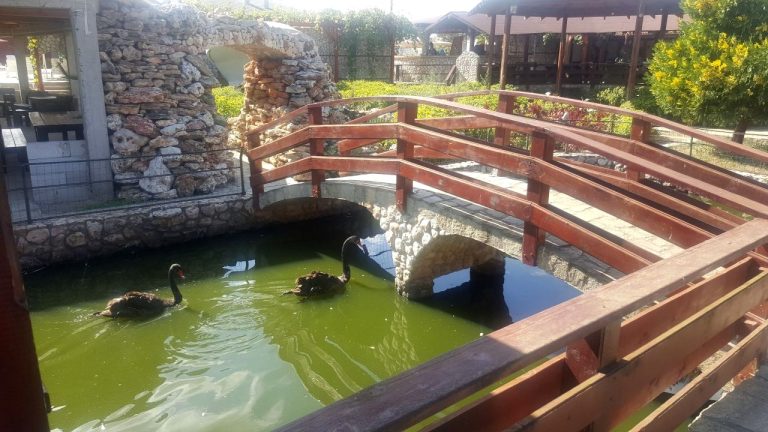 Патици във вода под мост